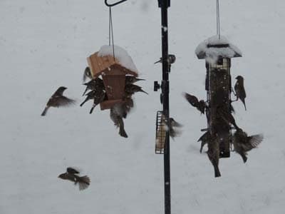 House Sparrow 001