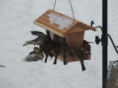 House Sparrow 002