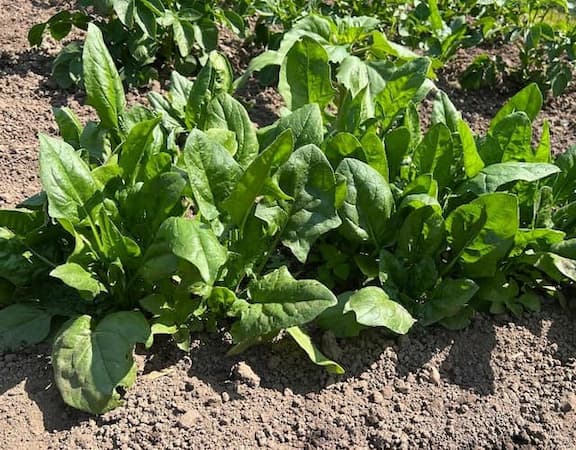 How to Grow Spinach Plants. Spinach recipes.