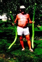 Cocozielli Squash Long Gourd