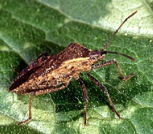 Squash Bug Control