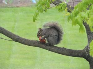 Squirrel