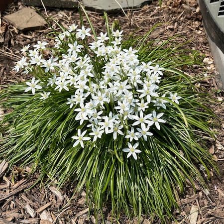 Star of Bethlehem Flower Plant