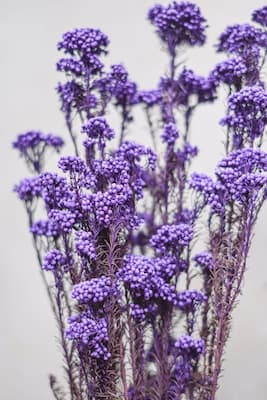 How to Grow Statice Flowers Plants