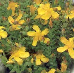 St. John's Wort