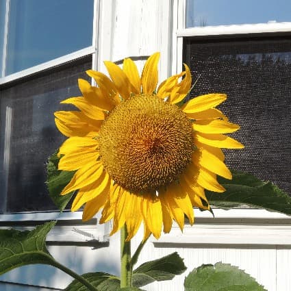 Sunflower 2016-02