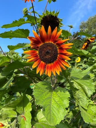 Sunflower Plant Bloom