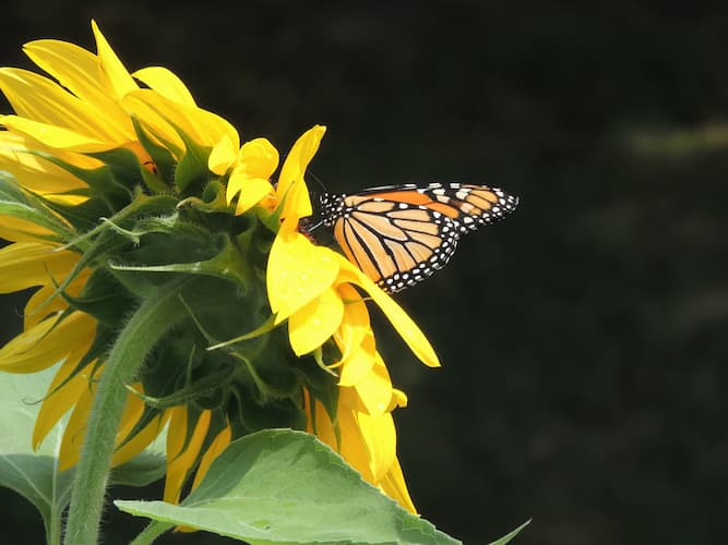 Sunflower and Butterfly