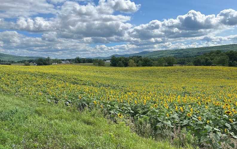 Sunflower Field 2