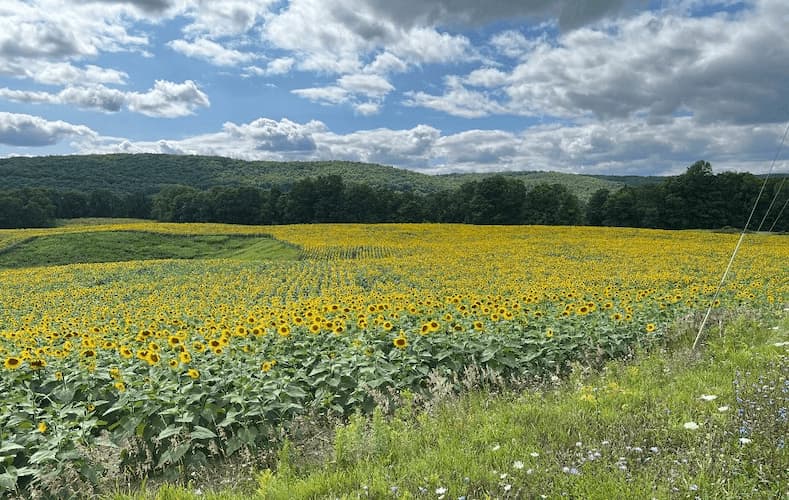 Sunflower Field 3