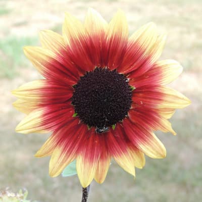 Sunflower Pacquito Colorado. Free to Use Sunflower pictures.