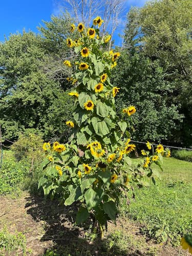Sunflower Tall