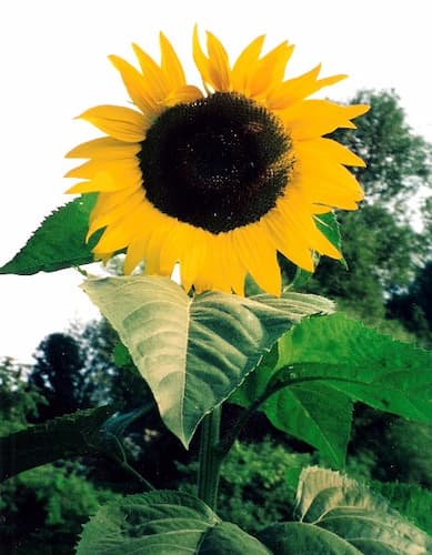 Sunflower Variety. How to grow giant vegetables