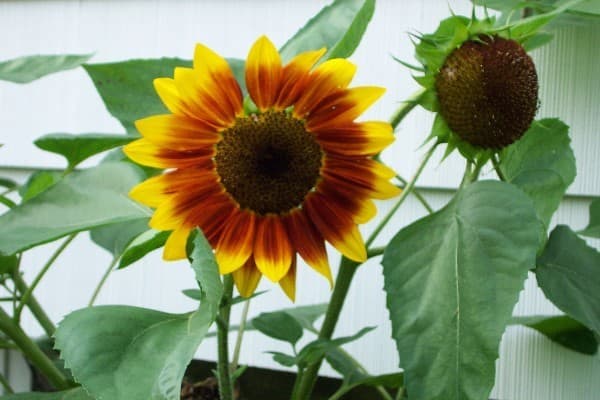 Sunflower Plants 02-1