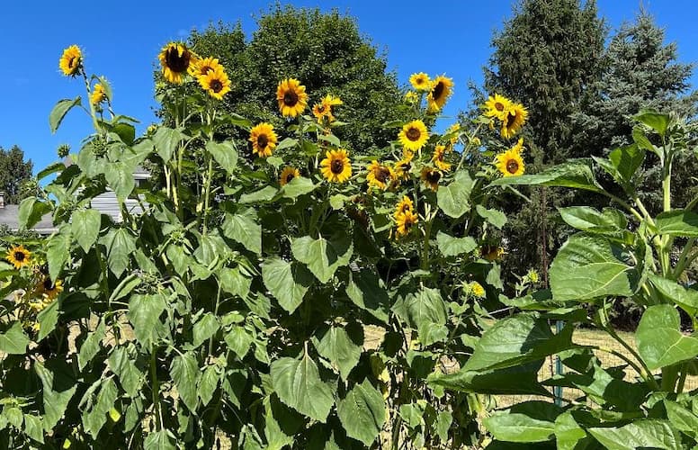 Sunflower Varieties