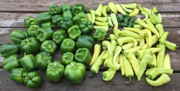 Sweet Peppers