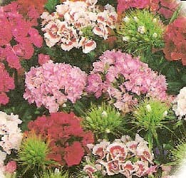 How to grow annual Sweet William flowers plants