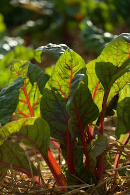 How to Grow Swiss Chard Plants