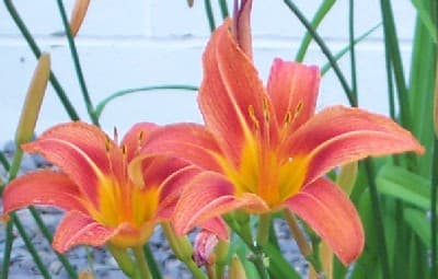 Tiger Lily Flowers