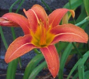 Tiger Lily Flower Plant
