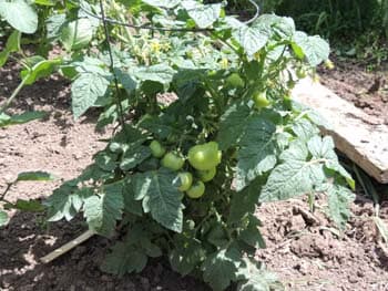 Tiny Tim Tomato 02