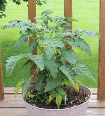 Tiny Tim Tomato