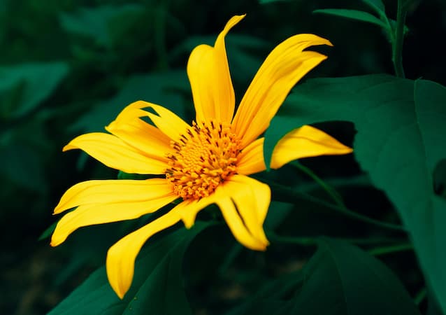 How to Grow Tithonia Flowers, Mexican Sunflower plant