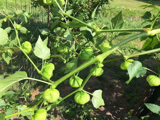 Tomatillo Plants 2020-03