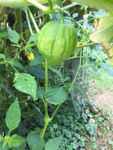 Tomatillo Fruit