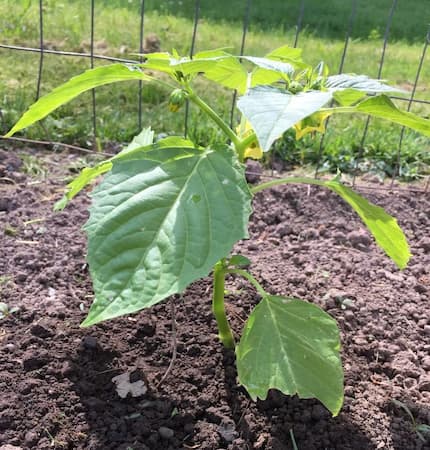 Tomatillo Seedling