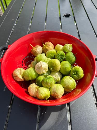 Tomatillos Fruit