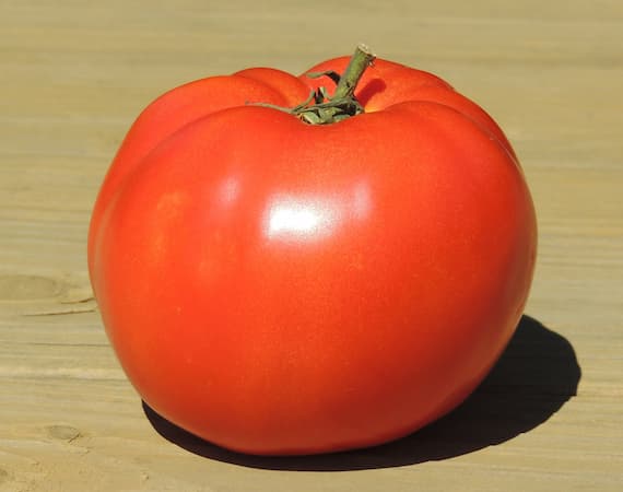 How to row better boy tomato.. Mortgage Lifter Tomato