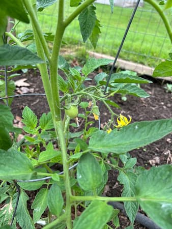 How to Grow Better Boy Tomato Plant