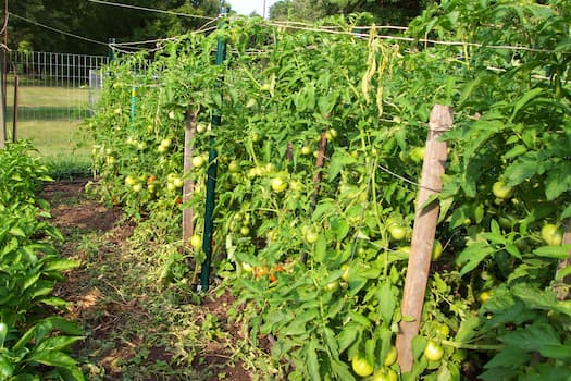 Tomato Plants 2020-01