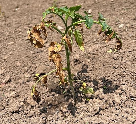 Tomato Plant Damage. Frost Protection