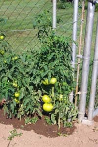 How to Grow Rutgers Tomatoes. How to make fried green Tomatos recipes.