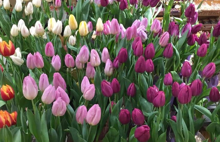 Tulips Flowers. How to grow bulbs, growing tulips, chilling time for bulbs indoors