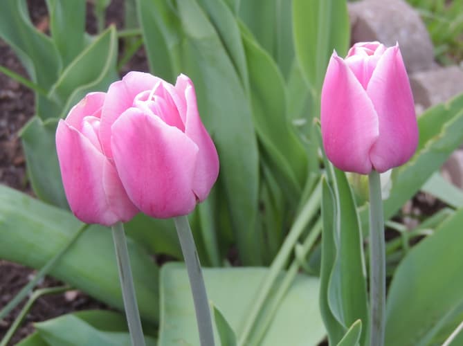 Tulips Rose Colored Two. Home gardening, how to grow
