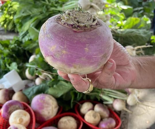 How to Grow Turnip, Growing Turnips, recipes