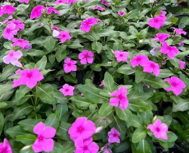 How to grow Vinca flowers, Periwinkle plant.