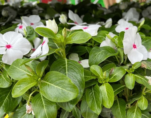 How to grow periwinkle Vinca Flowers White