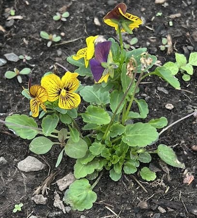 How to Grow Viola Flowers