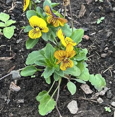 How to Grow Viola Flowers Perennial Plants.