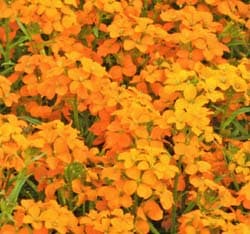 Wallflower Plants