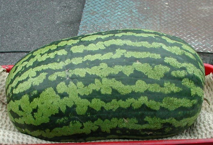 Watermelon