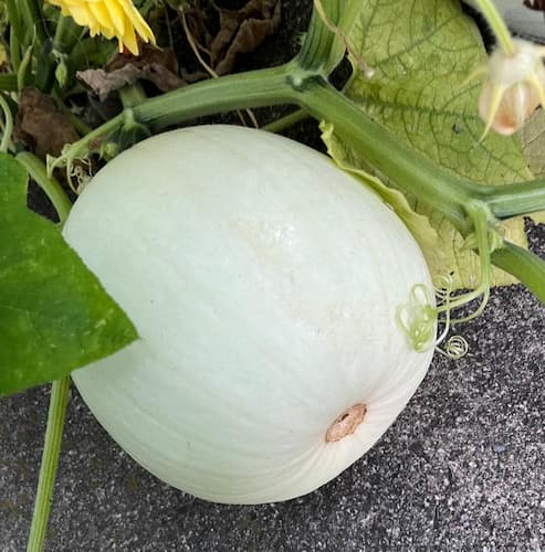 White Pumpkin