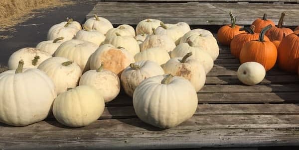 White Pumpkins