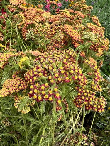 Yarrow Achillea Flower