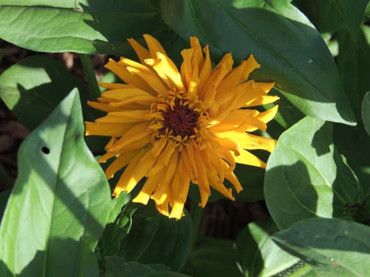 Zinnia Flowers-2016-03