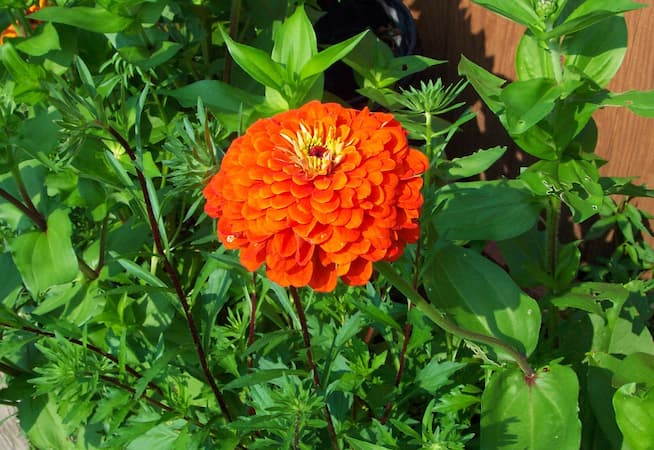 Zinnia Flower Orange